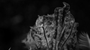 Cuttlefish B&W